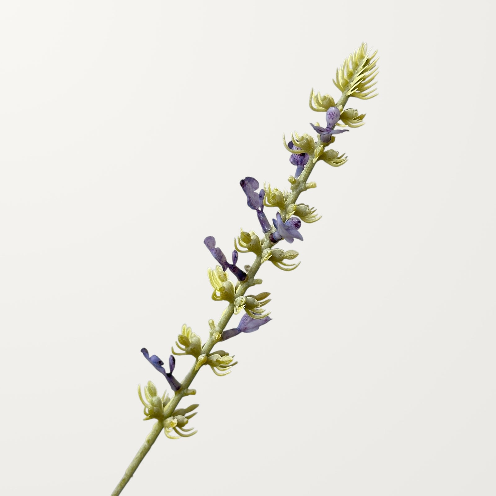 Salvia – Lavender - view 2