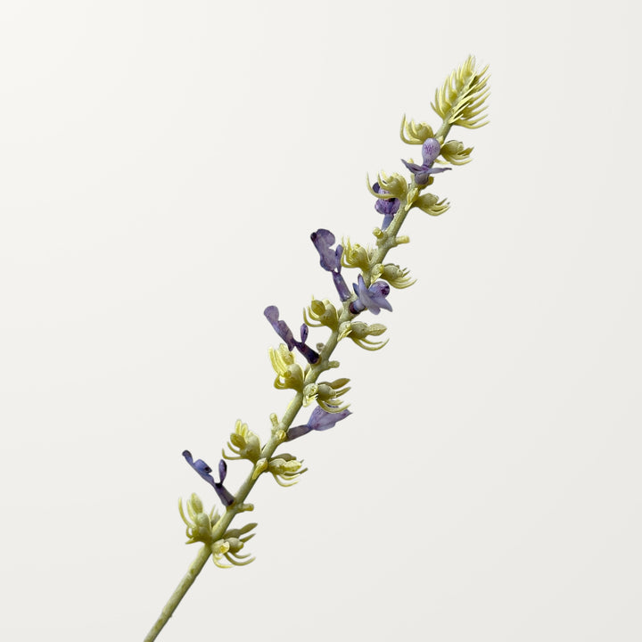 Salvia – Lavender - view 2