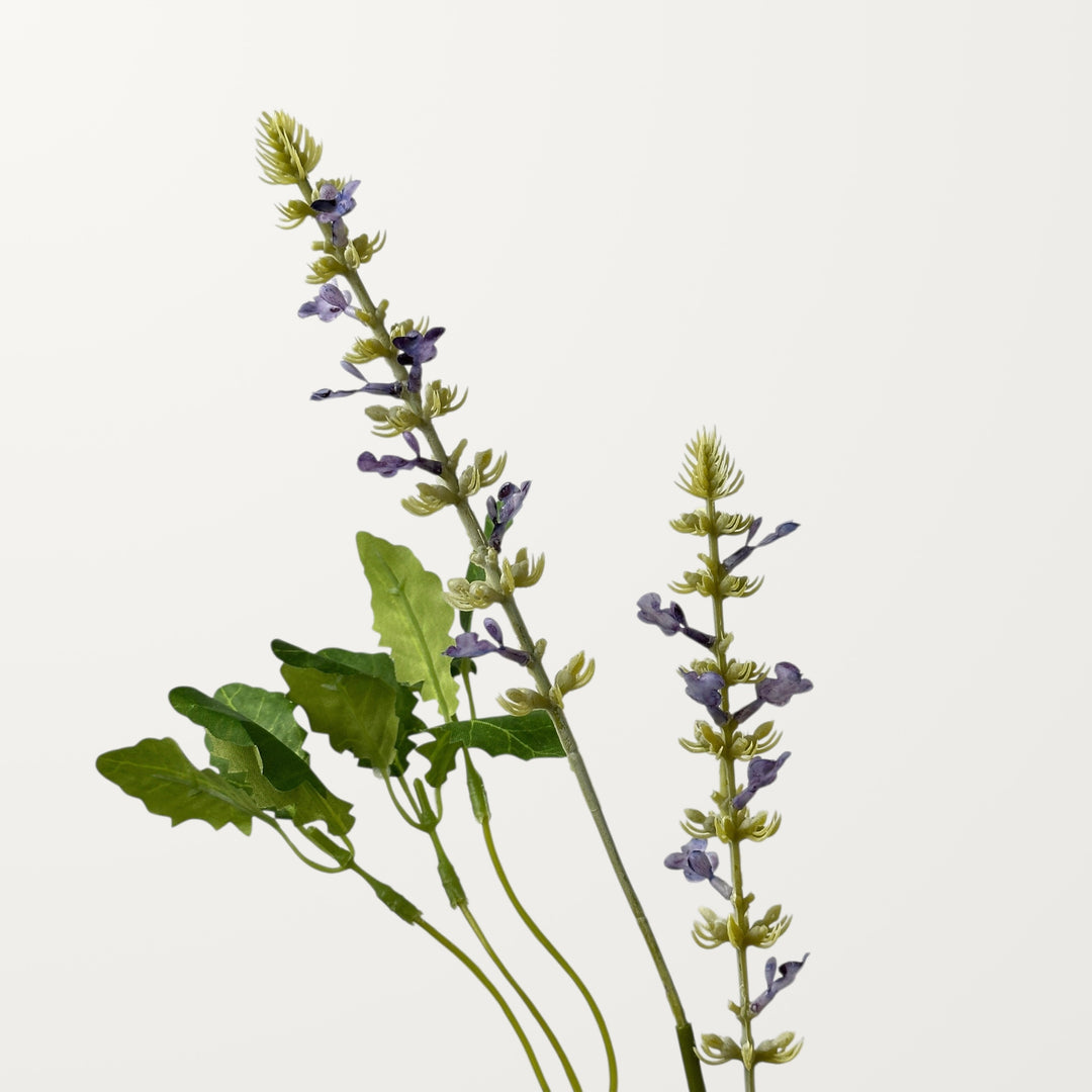 Salvia – Lavender - view 3