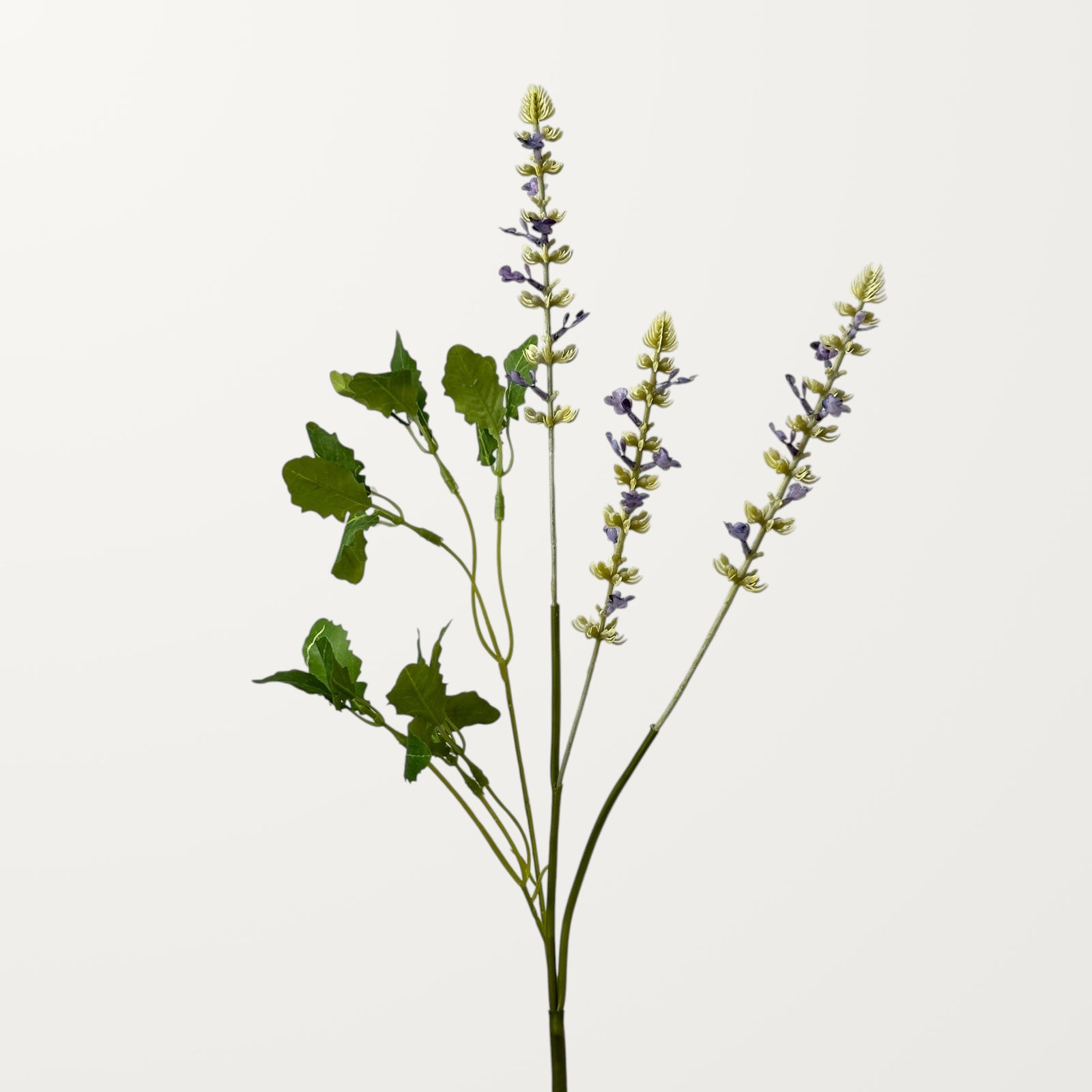 Salvia – Lavender