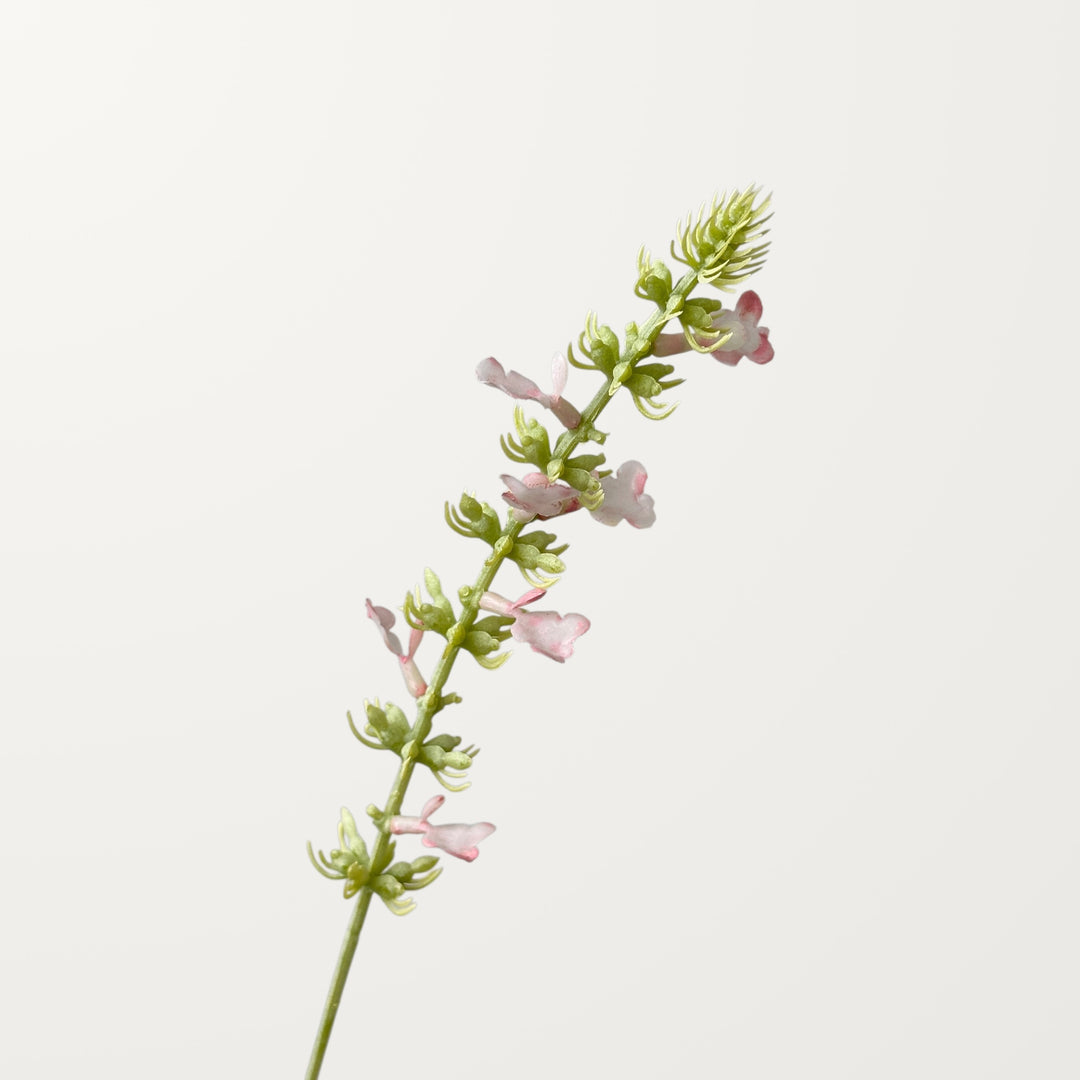 Salvia – Soft Pink - view 2