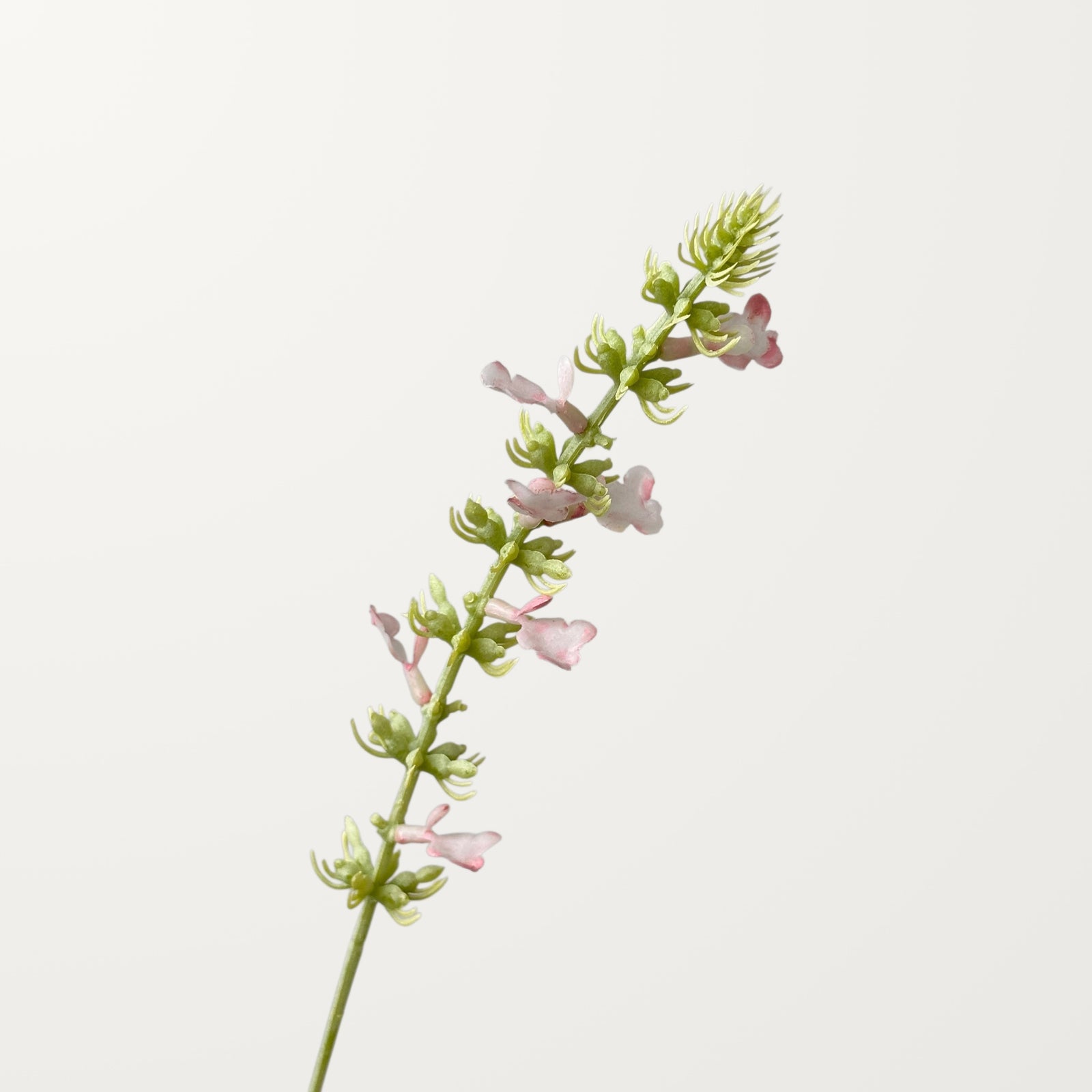 Salvia – Soft Pink - view 2