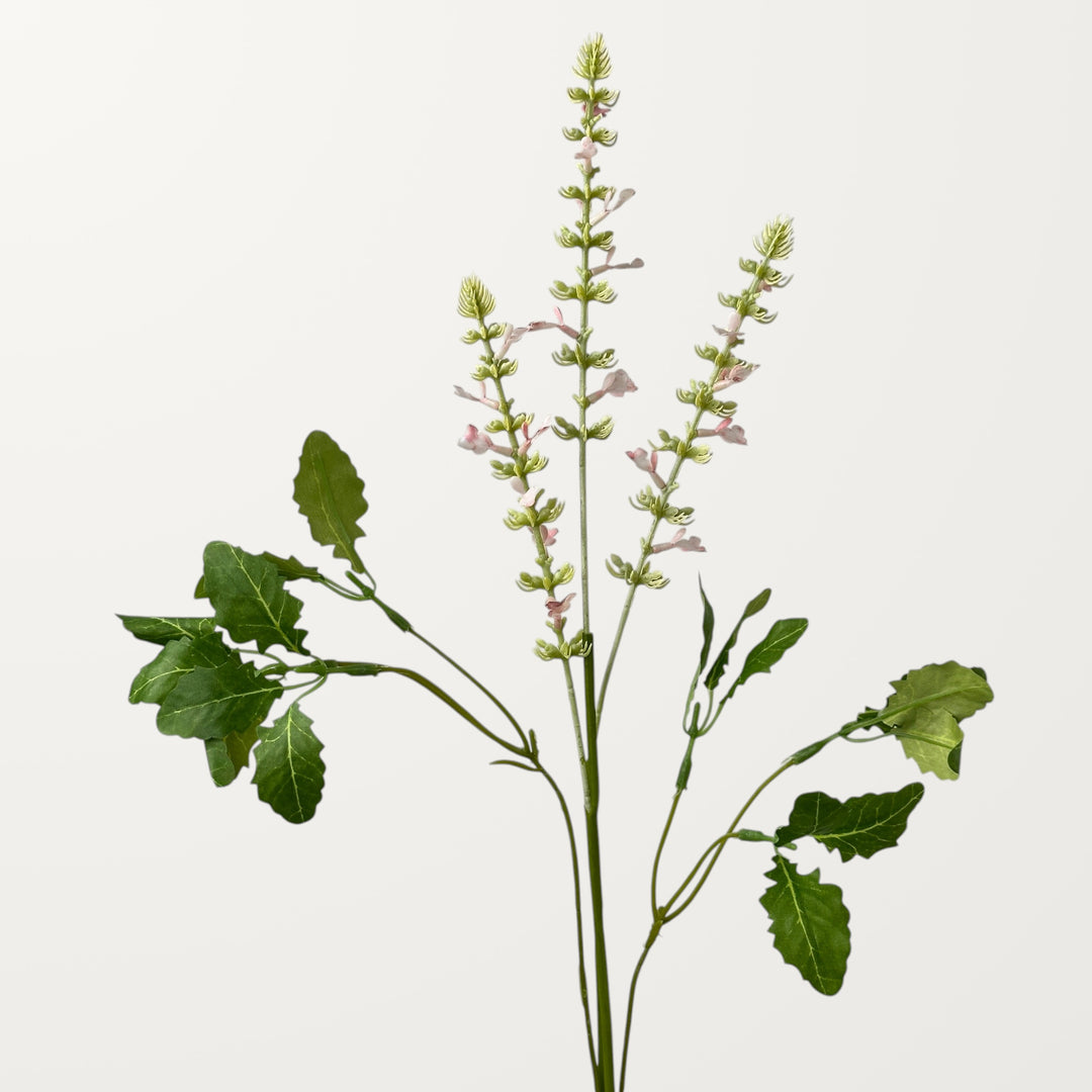 Salvia – Soft Pink