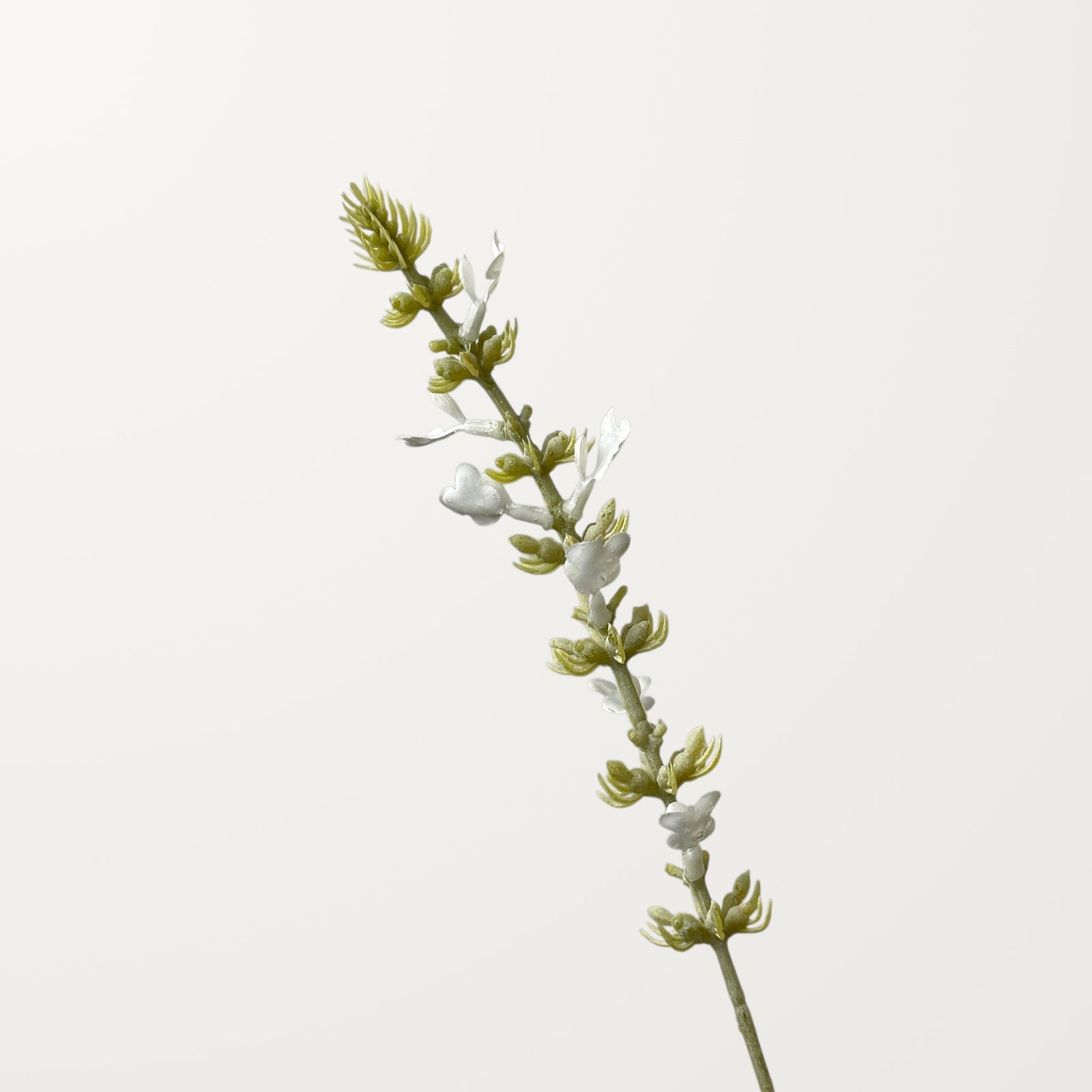 Salvia – White - view 2