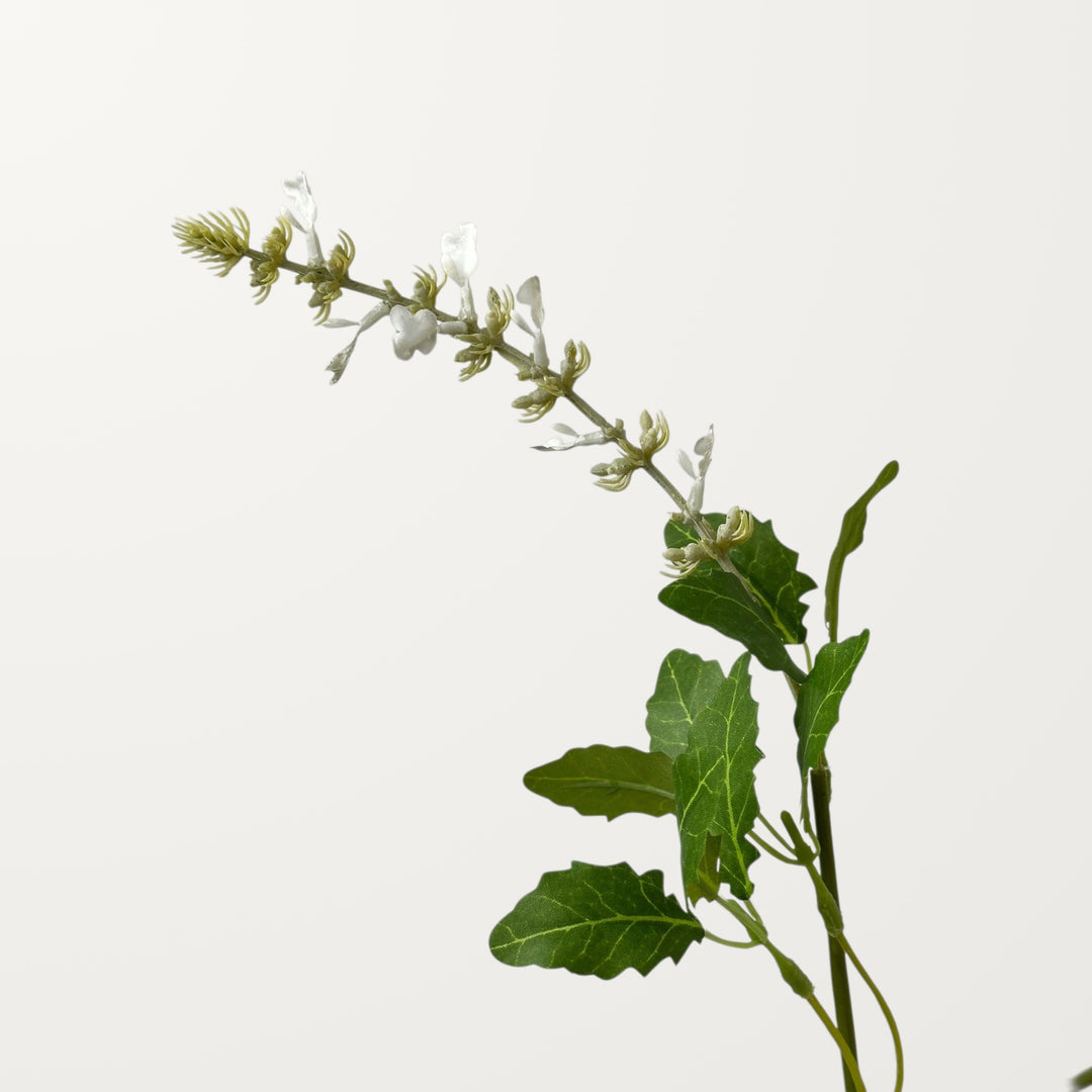 Salvia – White - view 3
