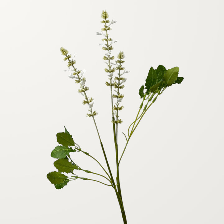 Salvia – White