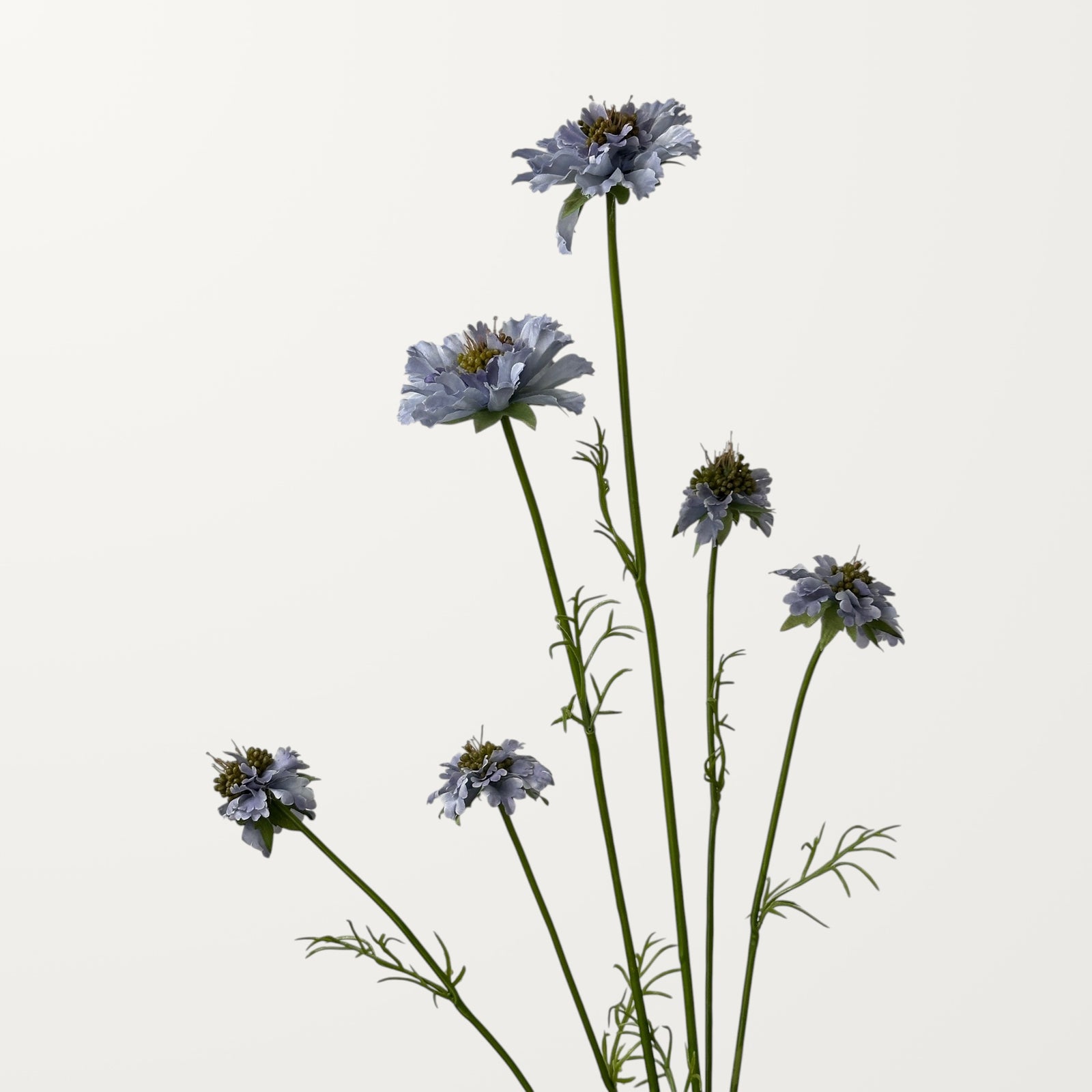 Scabiosa – Soft Lavender - view 2