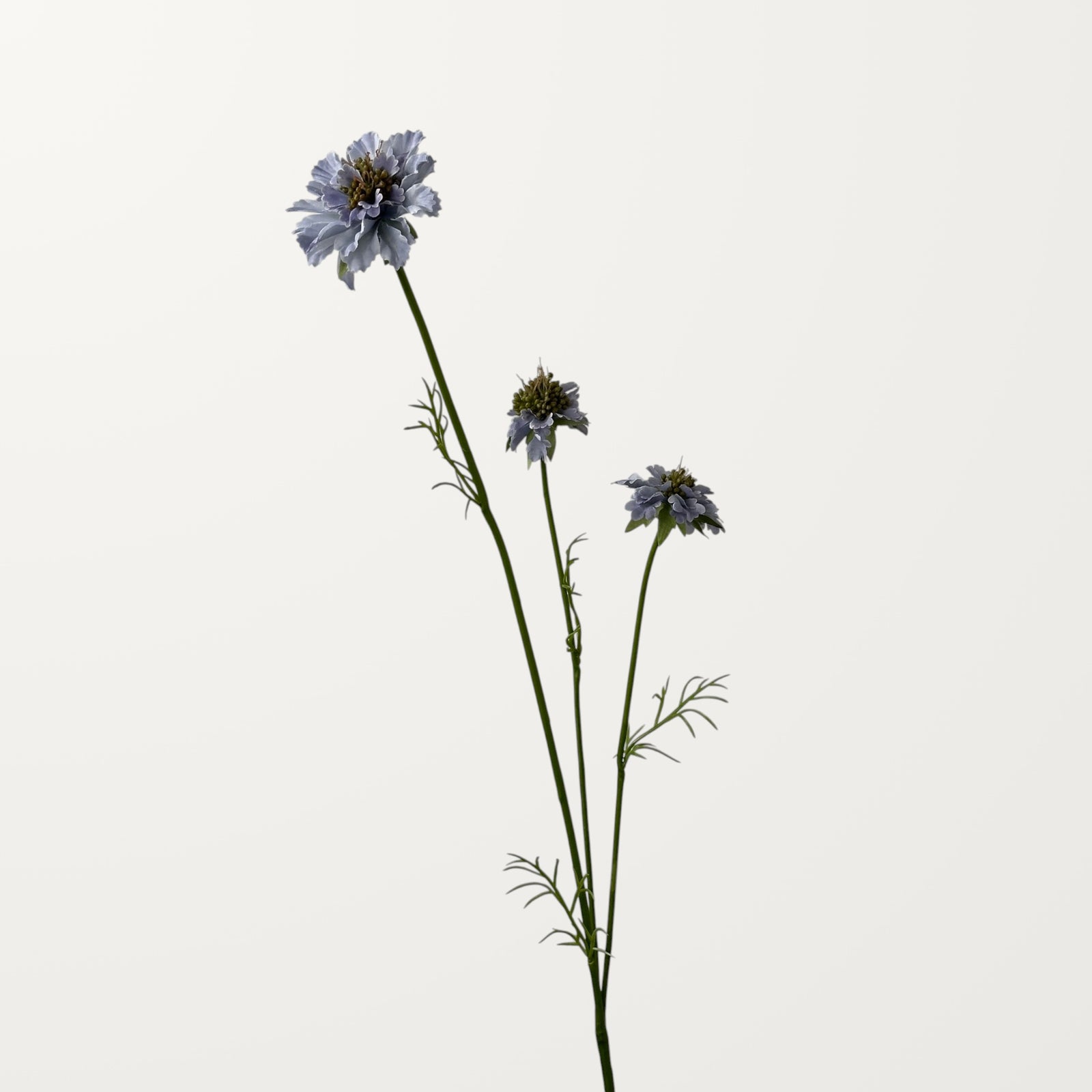 Scabiosa – Soft Lavender
