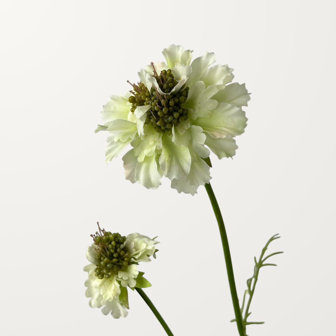 Scabiosa – White - view 3