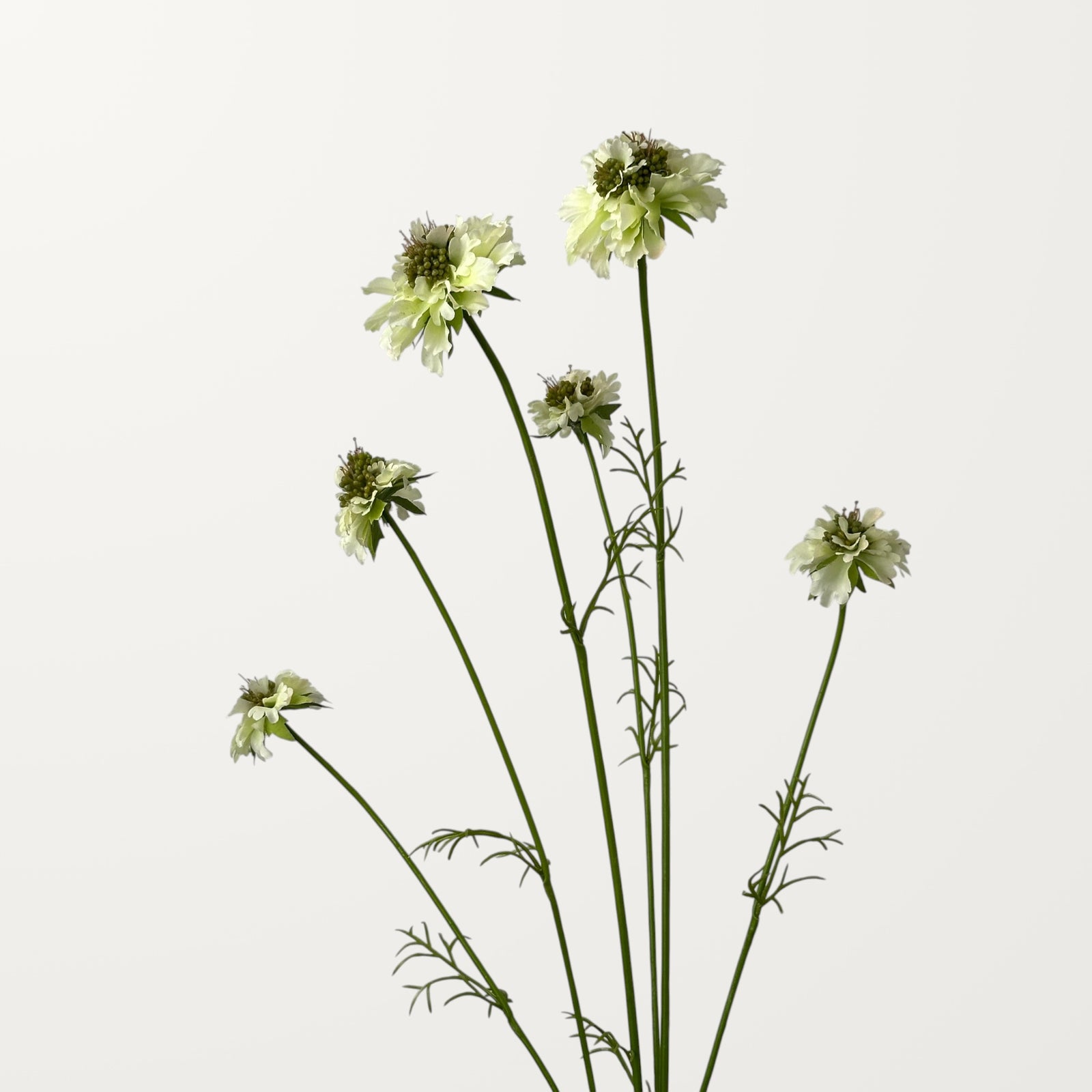 Scabiosa – White - view 2