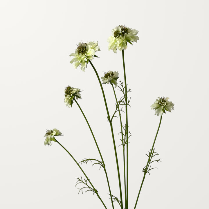 Scabiosa – White - view 2