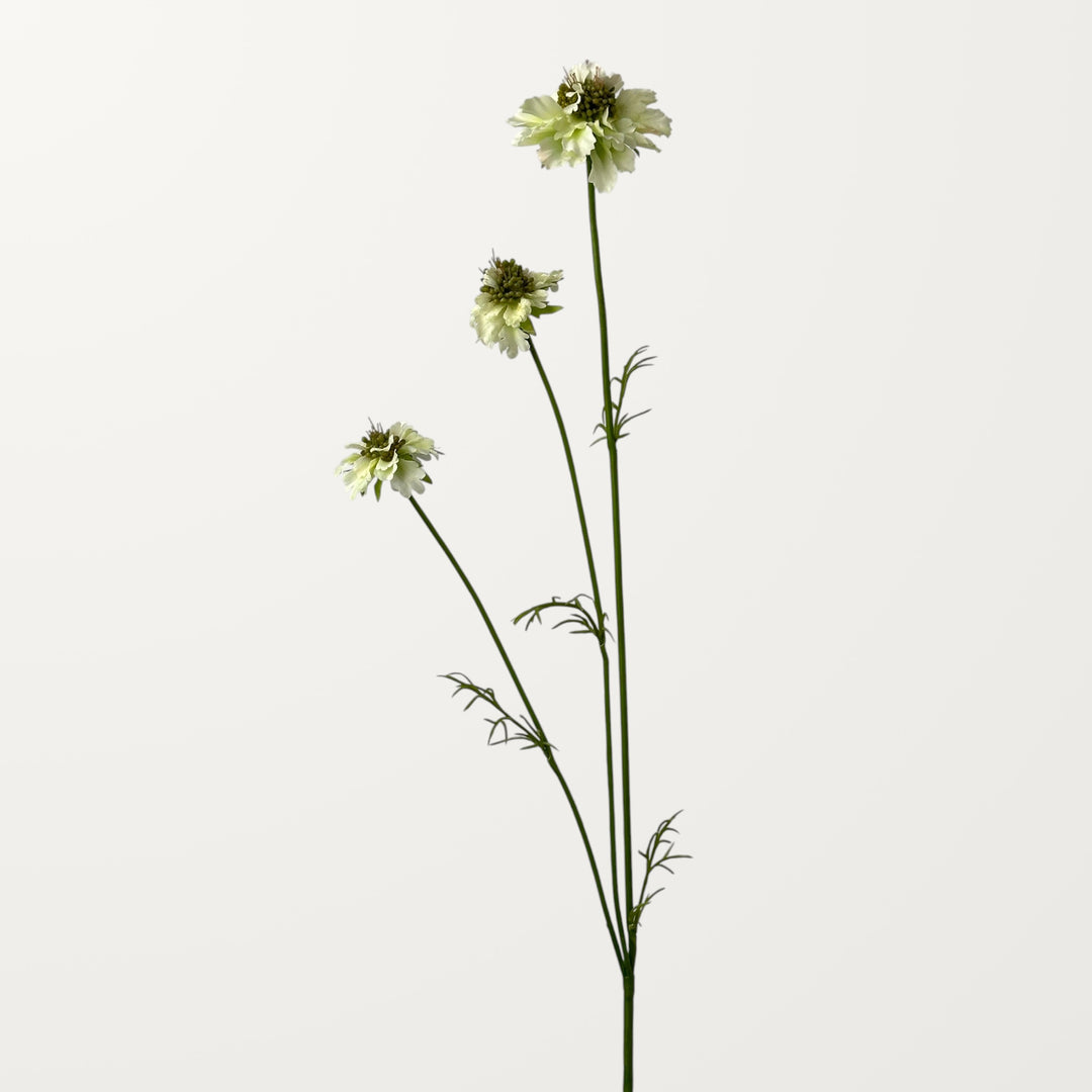 Scabiosa – White