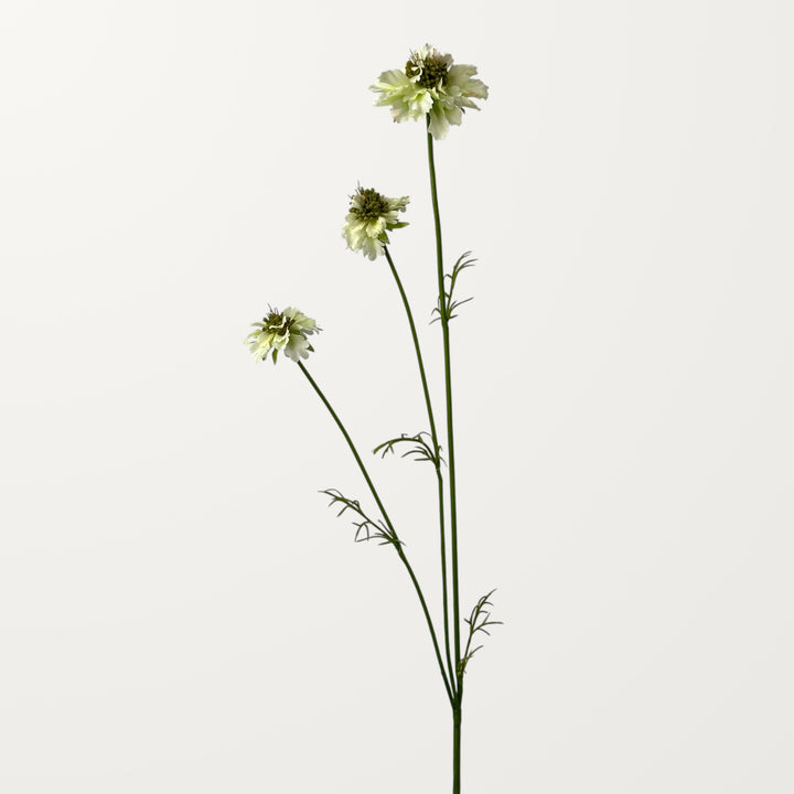 Scabiosa – White