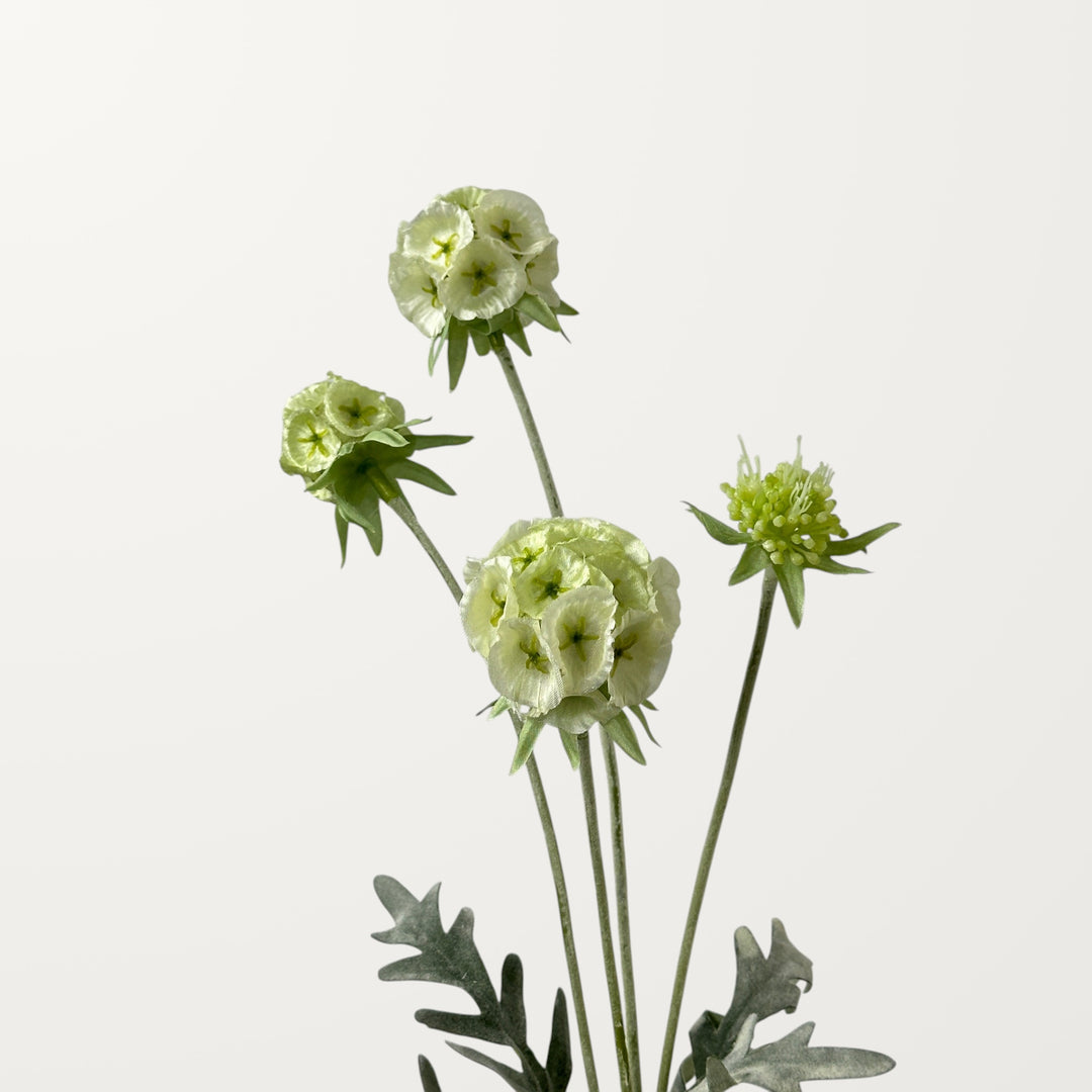 Scabiosa Pod – Creamy - view 3