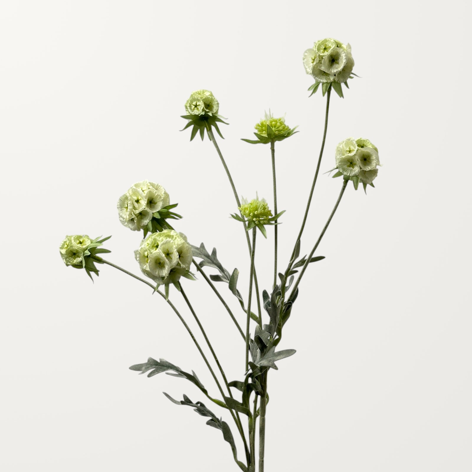 Scabiosa Pod – Creamy - view 2