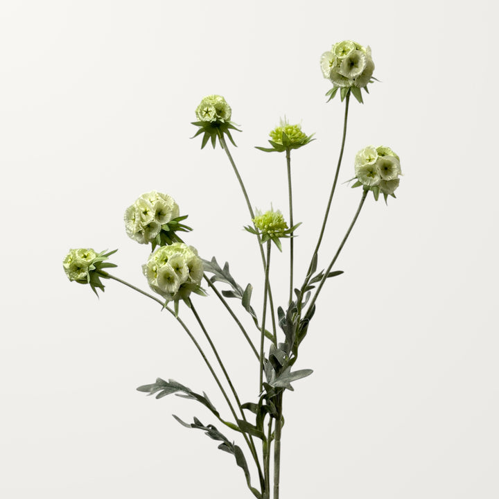 Scabiosa Pod – Creamy - view 2