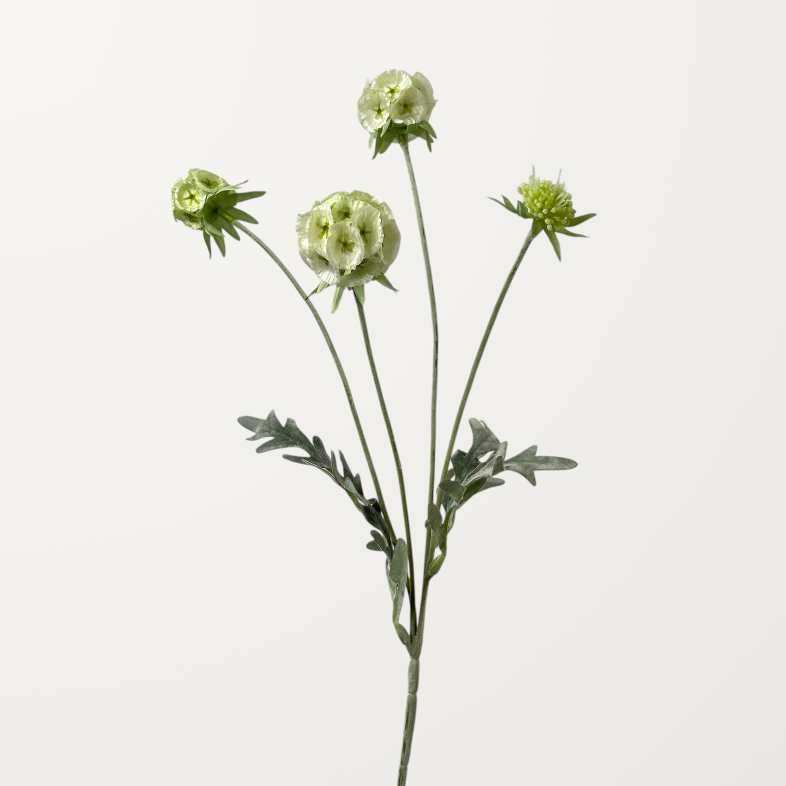 Scabiosa Pod – Creamy