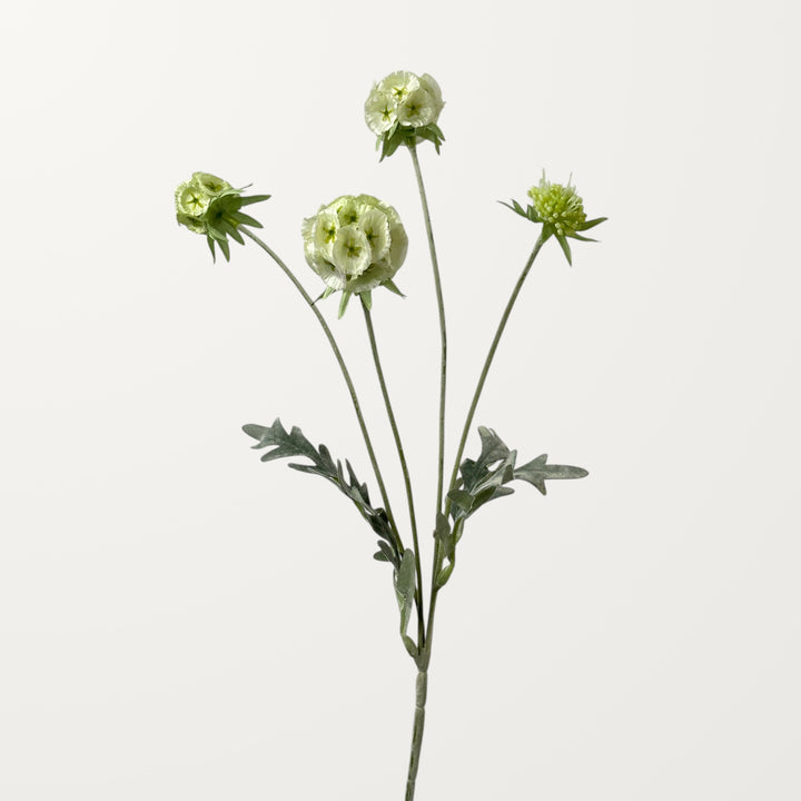 Scabiosa Pod – Creamy