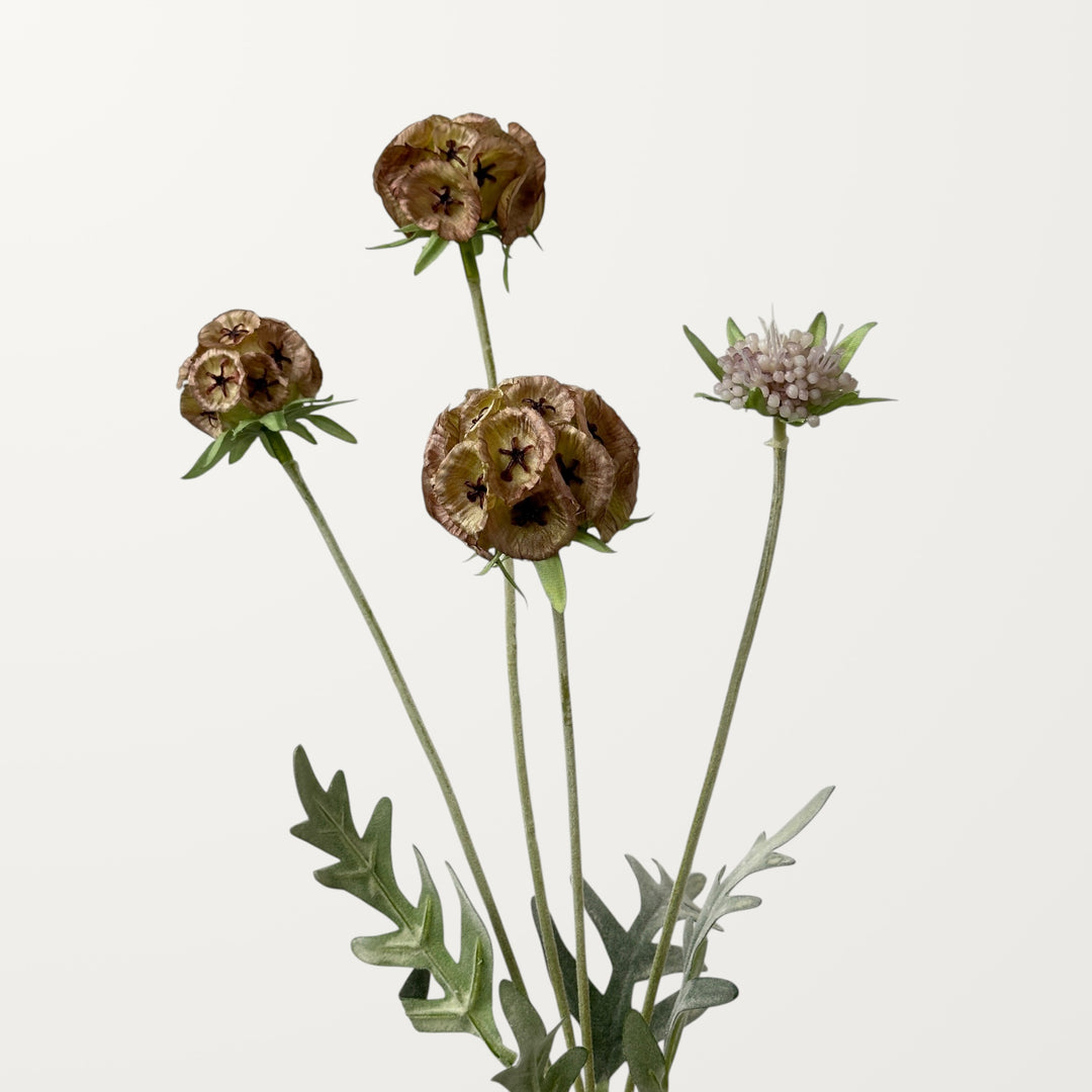 Scabiosa Pod – Rosewood - view 3