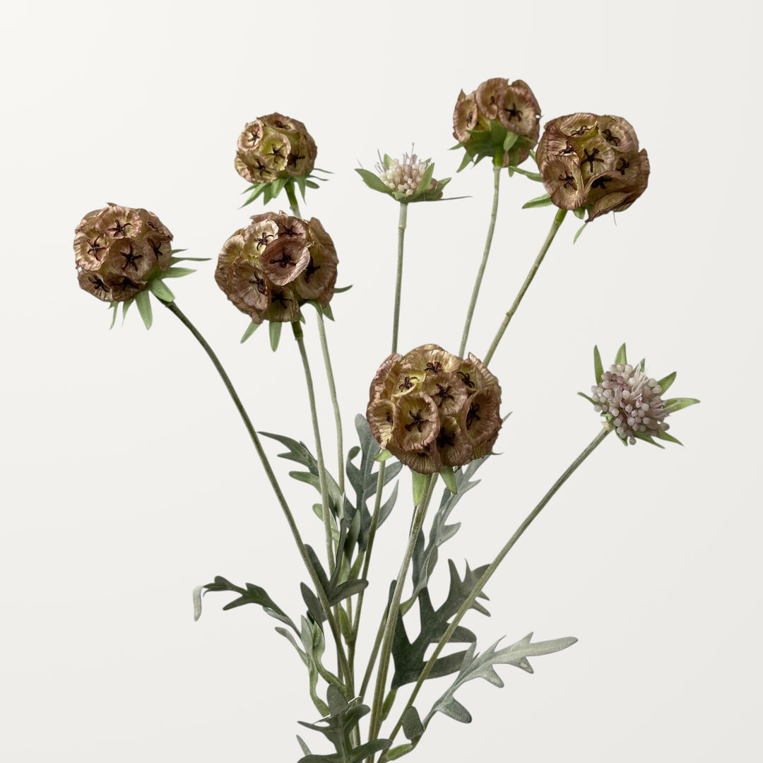 Scabiosa Pod – Rosewood - view 2