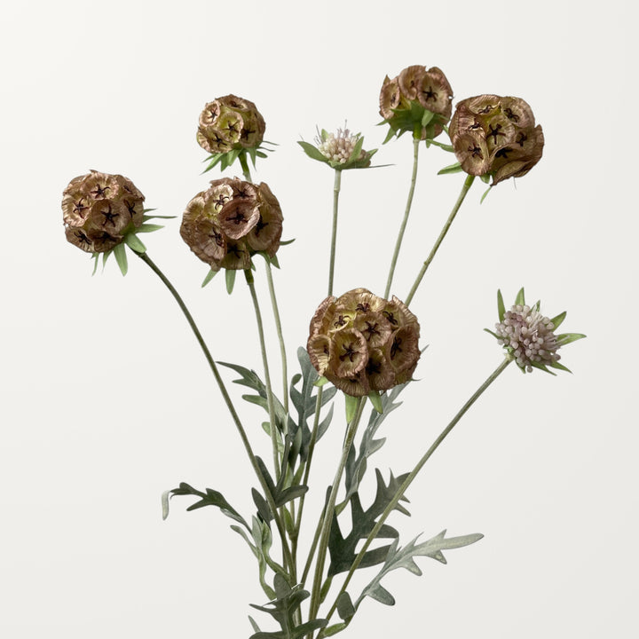 Scabiosa Pod – Rosewood - view 2