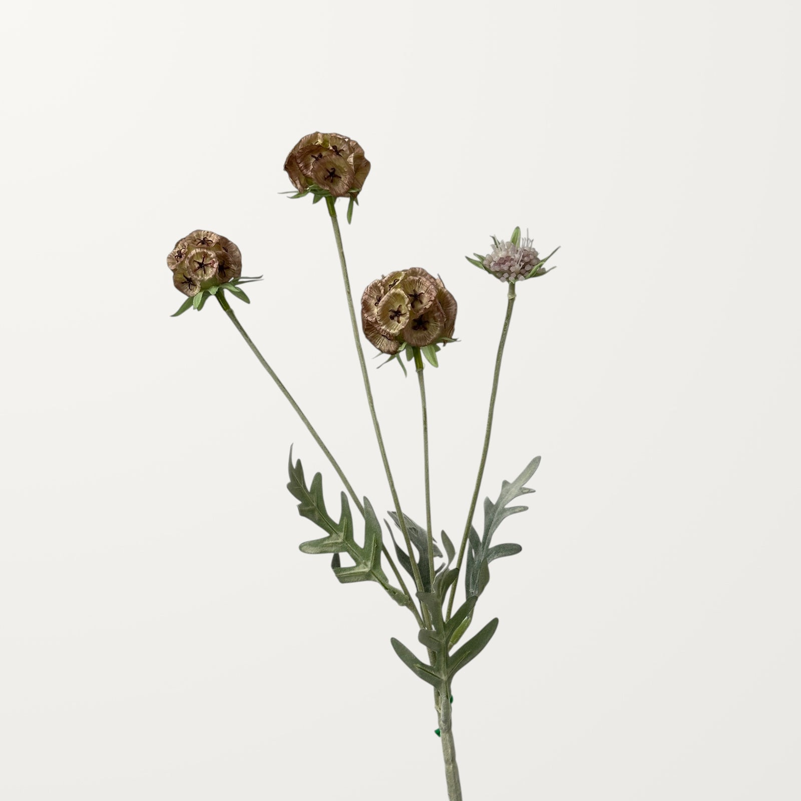 Scabiosa Pod – Rosewood
