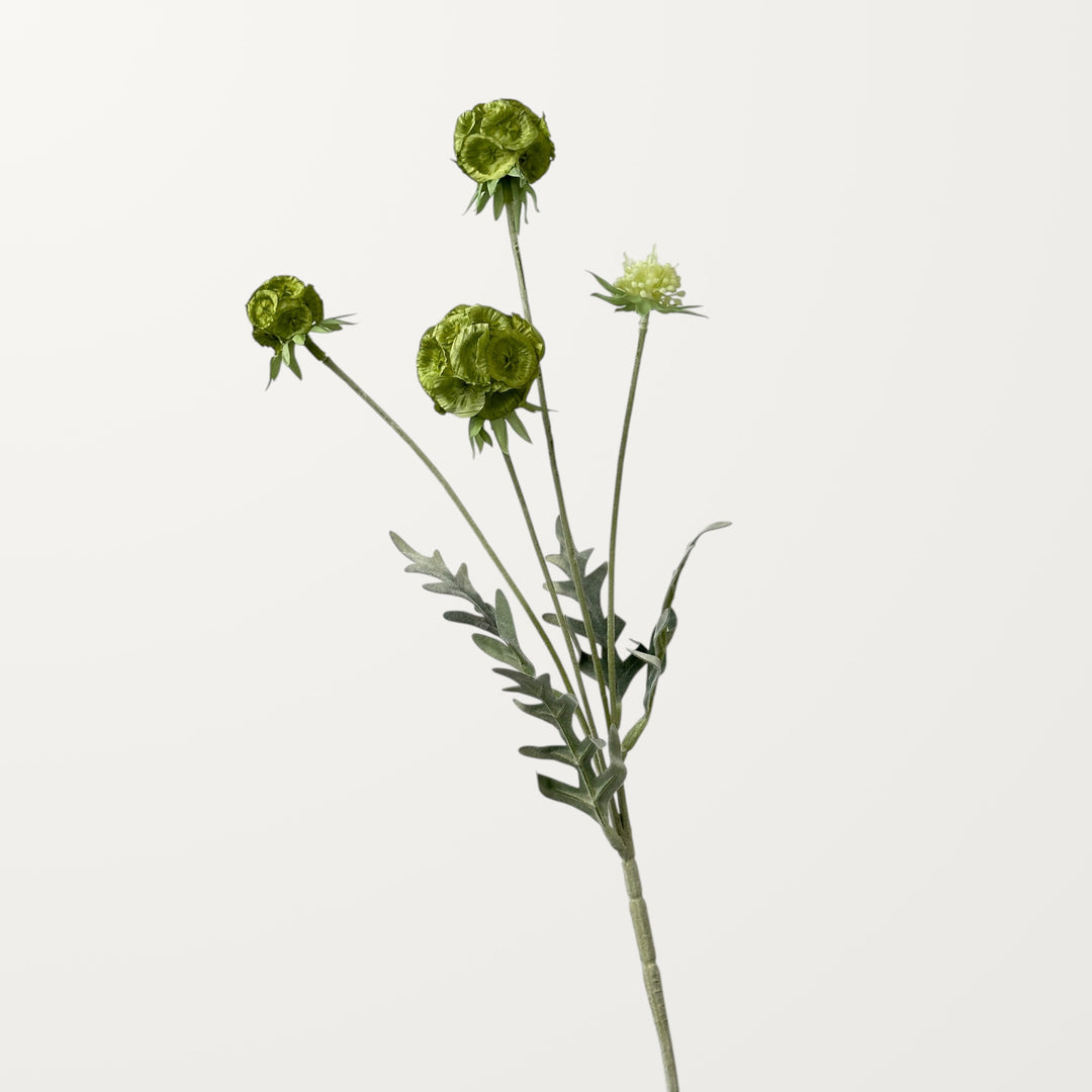Scabiosa Pod – Sage Green