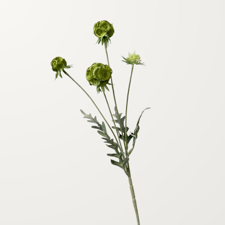 Scabiosa Pod – Sage Green