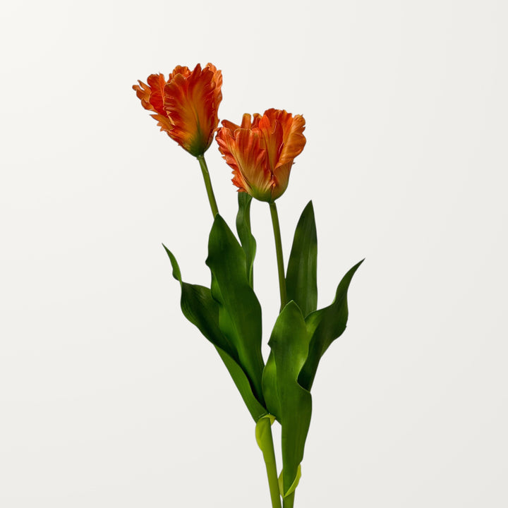 Fringed Tulip – Orange - view 2