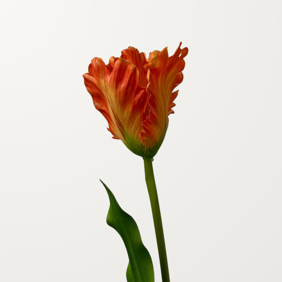 Fringed Tulip – Orange