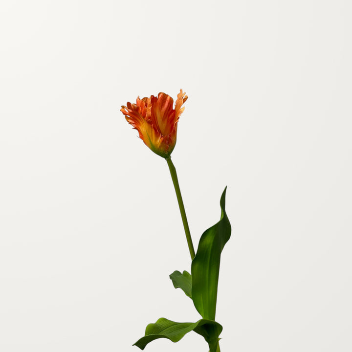 Fringed Tulip – Orange - view 3
