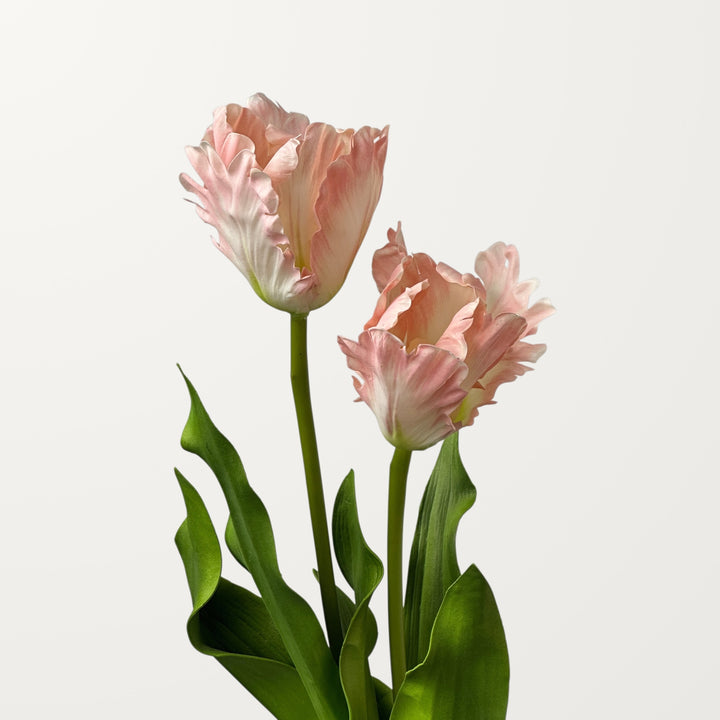 Fringed Tulip – Pink - view 2