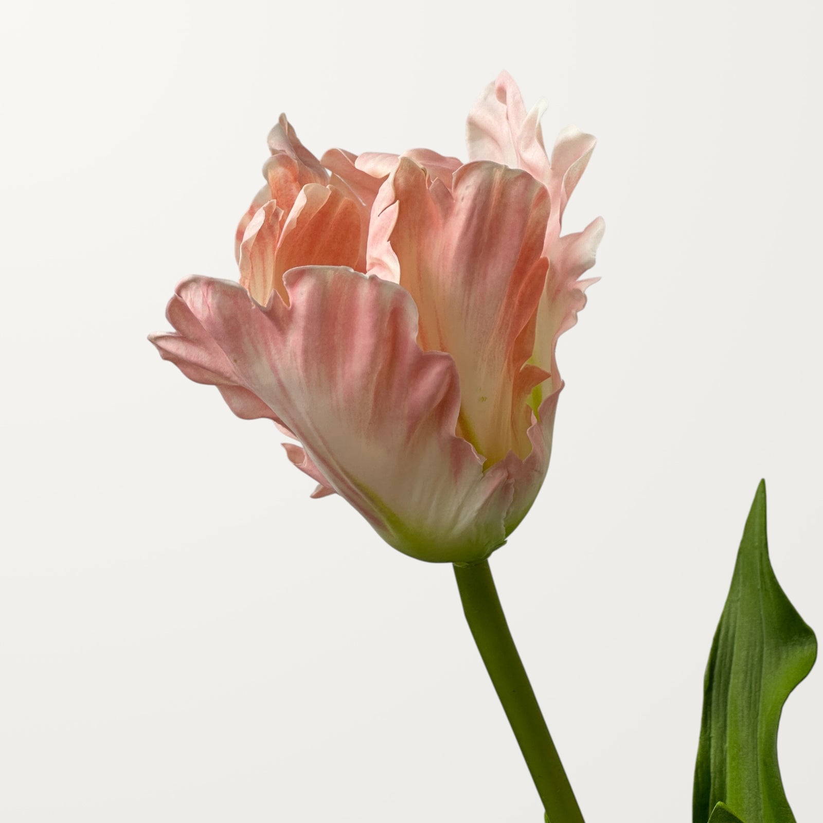 Fringed Tulip – Pink