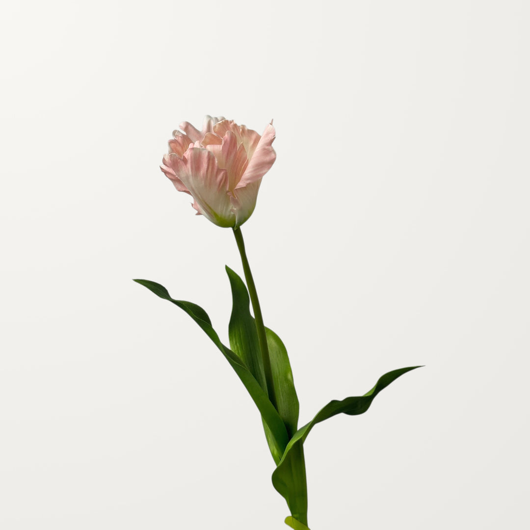 Fringed Tulip – Pink - view 3