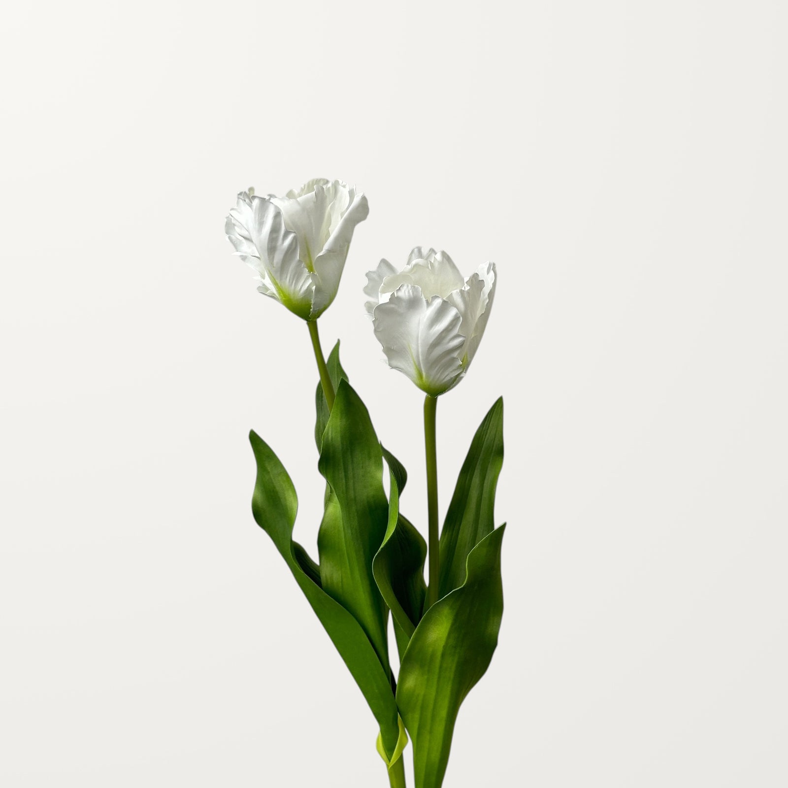 Fringed Tulip – White - view 2
