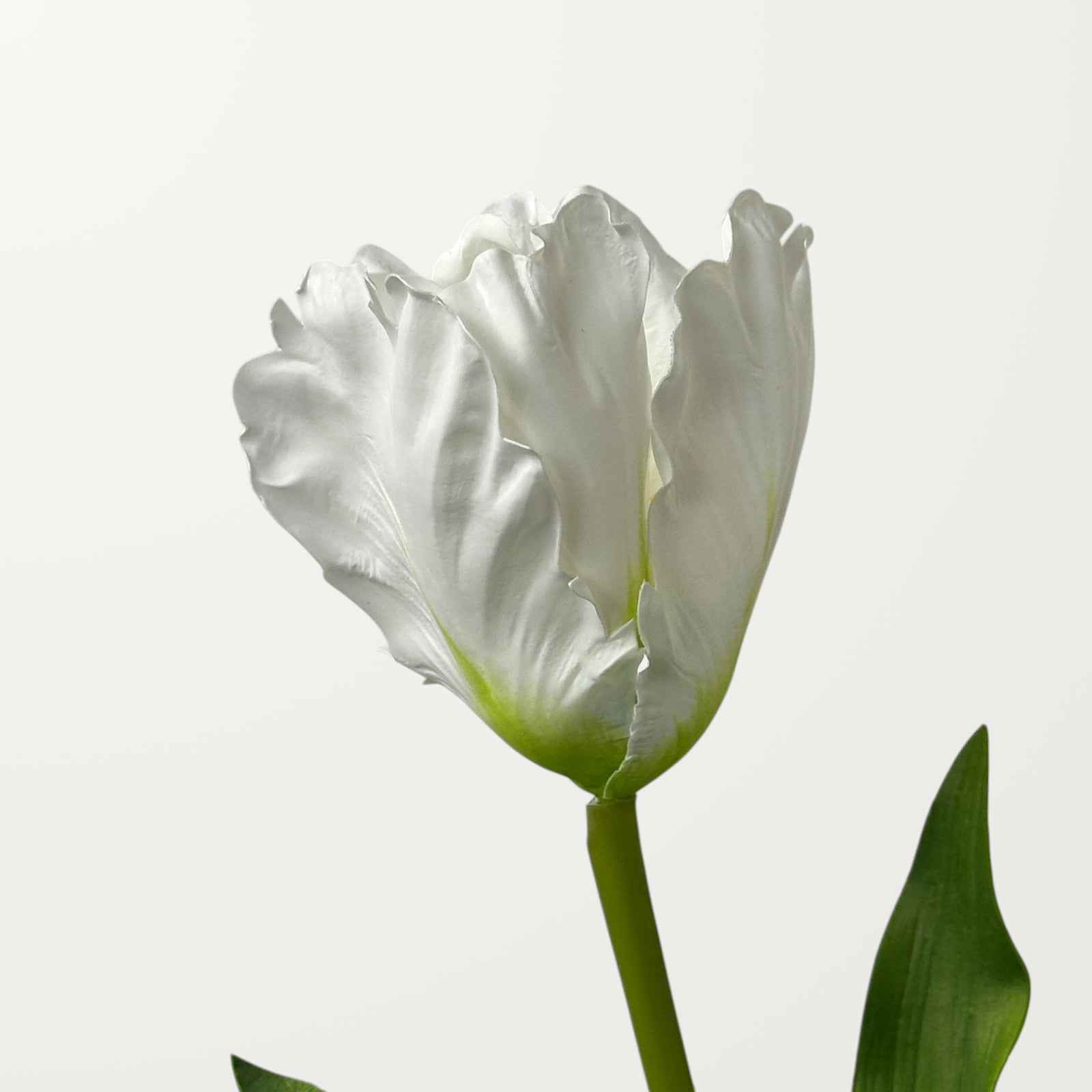Fringed Tulip – White