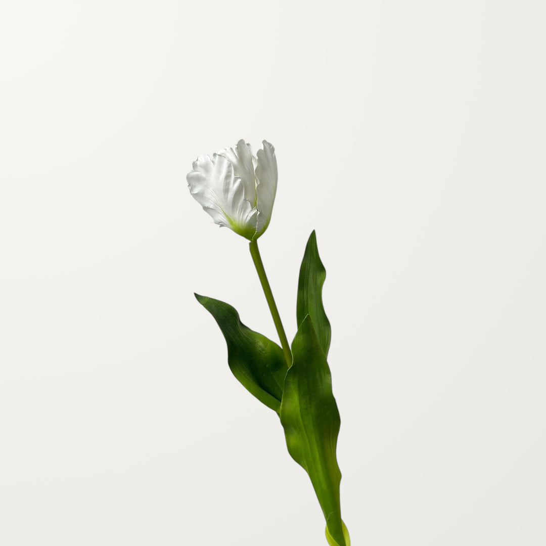 Fringed Tulip – White - view 3