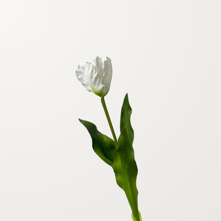 Fringed Tulip – White - view 3