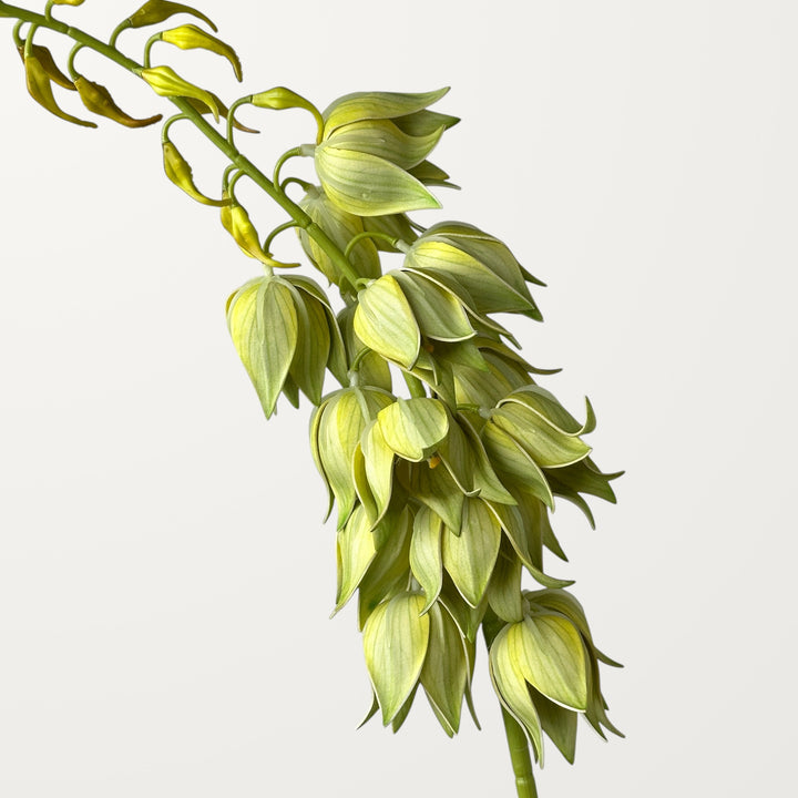 Yucca – Spring Green (Real Touch) - view 2